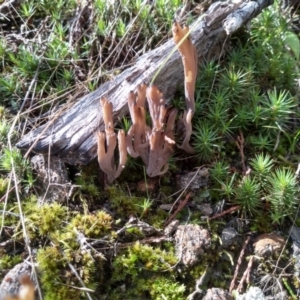 Clavulina sp. at Cooma, NSW - 22 Apr 2022