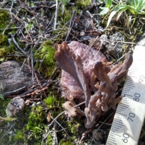 Clavulina sp. at Cooma, NSW - 22 Apr 2022