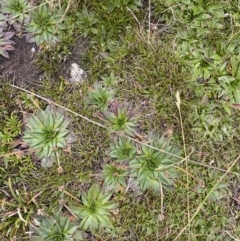 Plantago muelleri (Star Plantain) at Geehi, NSW - 16 Apr 2022 by Ned_Johnston