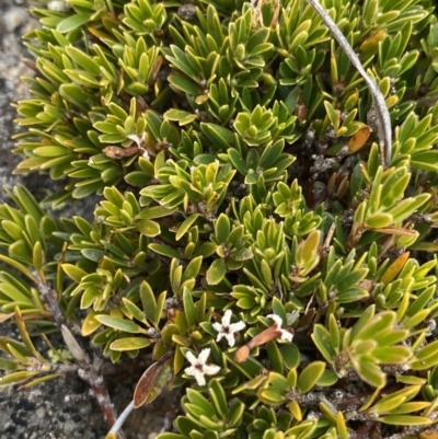 Pentachondra pumila (Carpet Heath) at Geehi, NSW - 16 Apr 2022 by Ned_Johnston