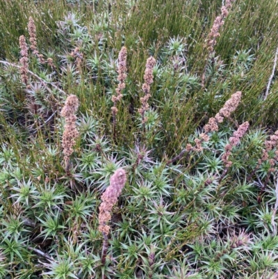 Richea continentis (Candle Heath) at Geehi, NSW - 16 Apr 2022 by Ned_Johnston