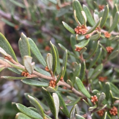 Grevillea australis (Alpine Grevillea) at Charlotte Pass - Kosciuszko NP - 16 Apr 2022 by Ned_Johnston