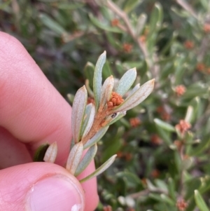 Grevillea australis at Geehi, NSW - 17 Apr 2022 08:23 AM