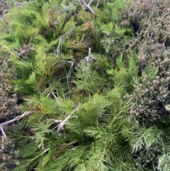 Aciphylla glacialis (Mountain Celery) at Perisher Valley, NSW - 16 Apr 2022 by Ned_Johnston