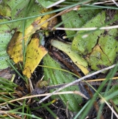 Plantago sp. (Plantain) at Charlotte Pass - Kosciuszko NP - 16 Apr 2022 by Ned_Johnston