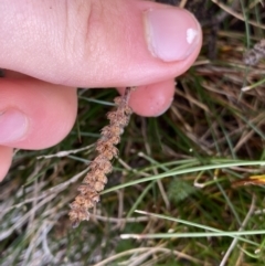 Plantago sp. at Geehi, NSW - 17 Apr 2022