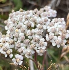 Achillea millefolium (Yarrow) at Geehi, NSW - 16 Apr 2022 by Ned_Johnston