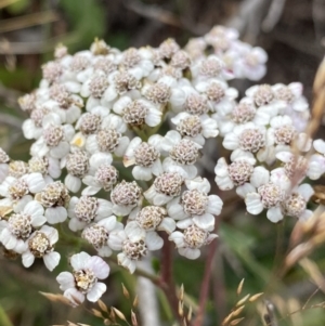 Achillea millefolium at Geehi, NSW - 17 Apr 2022