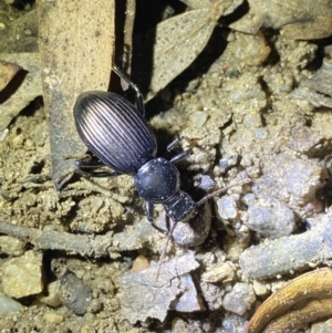 Tenebrionidae (family) at Jagungal Wilderness, NSW - 16 Apr 2022