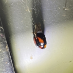 Coccinellidae (family) (Unidentified lady beetle) at Jagungal Wilderness, NSW - 16 Apr 2022 by Ned_Johnston