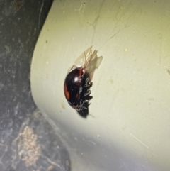 Coccinellidae (family) at Jagungal Wilderness, NSW - 16 Apr 2022