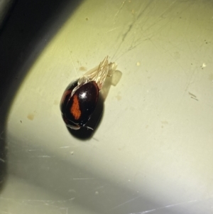 Coccinellidae (family) at Jagungal Wilderness, NSW - 16 Apr 2022