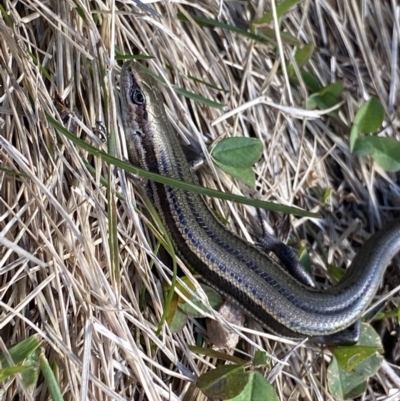 Pseudemoia entrecasteauxii (Woodland Tussock-skink) at Charlotte Pass - Kosciuszko NP - 16 Apr 2022 by Ned_Johnston