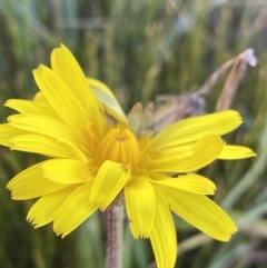 Microseris lanceolata (Yam Daisy) at Geehi, NSW - 16 Apr 2022 by NedJohnston