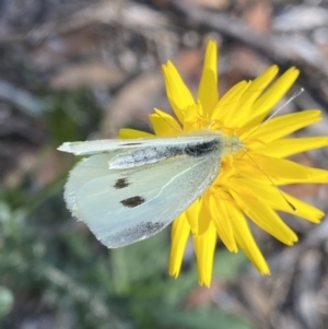 Pieris rapae at Geehi, NSW - 16 Apr 2022 02:53 PM