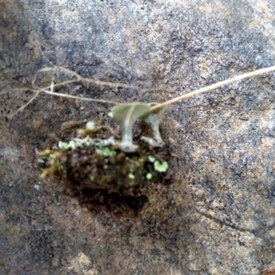 Cladonia sp. (genus) (Cup Lichen) at Cooma, NSW - 22 Apr 2022 by mahargiani