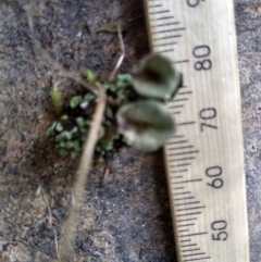 Cladonia sp. (genus) at Cooma, NSW - 22 Apr 2022