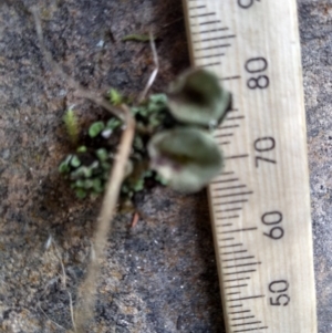 Cladonia sp. (genus) at Cooma, NSW - 22 Apr 2022