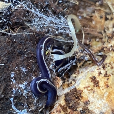 Caenoplana coerulea (Blue Planarian, Blue Garden Flatworm) at Mount Ainslie - 18 Apr 2022 by Ned_Johnston