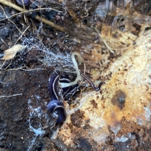 Caenoplana coerulea at Hackett, ACT - 18 Apr 2022