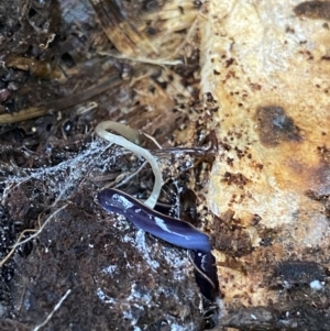 Caenoplana coerulea at Hackett, ACT - 18 Apr 2022