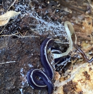 Caenoplana coerulea at Hackett, ACT - 18 Apr 2022 01:39 PM