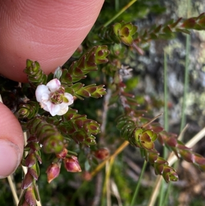 Epacris glacialis (Snow Heath) at Geehi, NSW - 16 Apr 2022 by Ned_Johnston