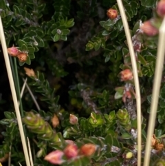 Epacris glacialis at Geehi, NSW - 17 Apr 2022 09:05 AM