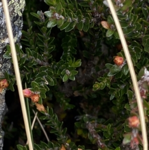 Epacris glacialis at Geehi, NSW - 17 Apr 2022 09:05 AM