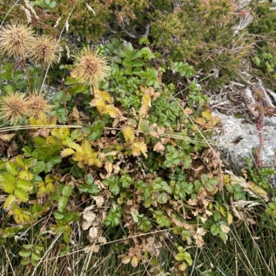 Acaena novae-zelandiae (Bidgee Widgee) at Geehi, NSW - 17 Apr 2022 by NedJohnston