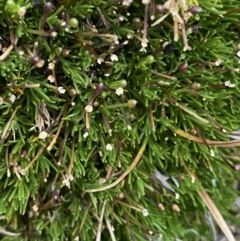 Scleranthus singuliflorus (Mossy Knawel) at Geehi, NSW - 16 Apr 2022 by Ned_Johnston