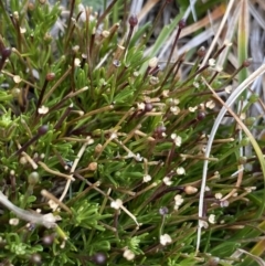 Scleranthus singuliflorus at Geehi, NSW - 17 Apr 2022 09:00 AM