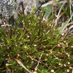 Scleranthus singuliflorus at Geehi, NSW - 17 Apr 2022 09:00 AM