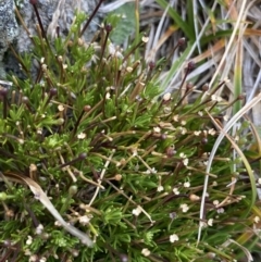 Scleranthus singuliflorus at Geehi, NSW - 17 Apr 2022 09:00 AM