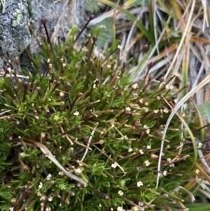 Scleranthus singuliflorus at Geehi, NSW - 17 Apr 2022 09:00 AM