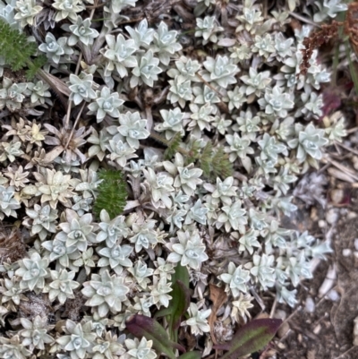 Ewartia nubigena (Silver Ewartia) at Geehi, NSW - 16 Apr 2022 by Ned_Johnston