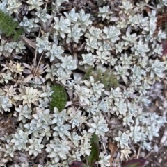 Ewartia nubigena at Geehi, NSW - 17 Apr 2022 09:00 AM