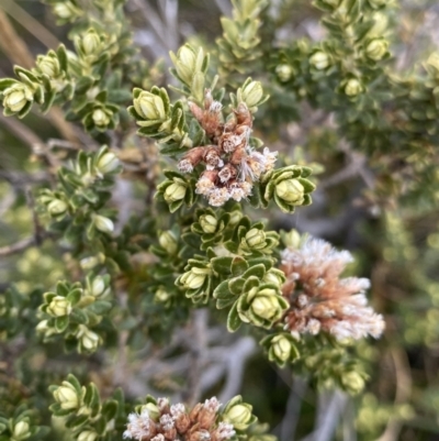 Ozothamnus alpinus (Alpine Everlasting) at Geehi, NSW - 16 Apr 2022 by Ned_Johnston