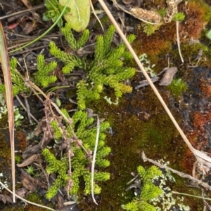 Austrolycopodium fastigiatum at Geehi, NSW - 17 Apr 2022