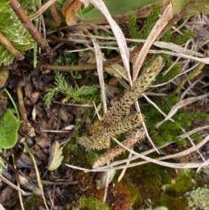 Austrolycopodium fastigiatum at Geehi, NSW - 17 Apr 2022