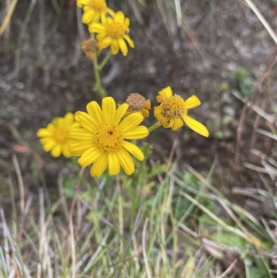 Senecio pinnatifolius var. alpinus at Geehi, NSW - 16 Apr 2022 by Ned_Johnston