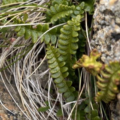 Blechnum penna-marina (Alpine Water Fern) at Geehi, NSW - 17 Apr 2022 by NedJohnston