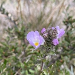 Euphrasia collina subsp. diversicolor (Variable Eyebright) at Geehi, NSW - 16 Apr 2022 by Ned_Johnston