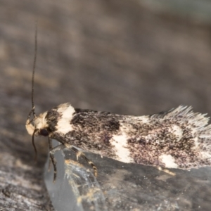 Sphyrelata amotella at Melba, ACT - 13 Mar 2022 10:24 PM