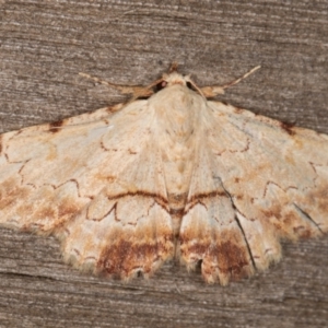 Sandava xylistis at Melba, ACT - 13 Mar 2022