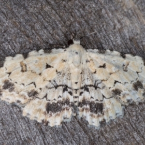 Sandava scitisignata at Melba, ACT - 14 Mar 2022 12:00 AM