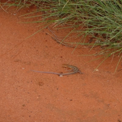 Ctenotus calurus (Blue-tailed Ctenotus) at Petermann, NT - 6 Mar 2011 by jksmits