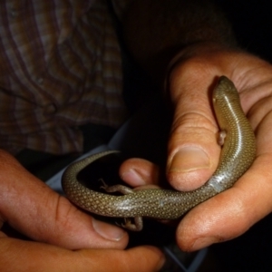 Cyclodomorphus melanops at Petermann, NT - 17 Nov 2011 08:32 PM