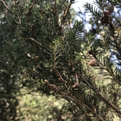 Melaleuca ericifolia (Swamp Paperbark) at Cowes, VIC - 14 Apr 2022 by Tapirlord