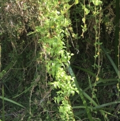 Asparagus asparagoides (Bridal Creeper, Florist's Smilax) at Cowes, VIC - 14 Apr 2022 by Tapirlord